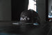 IMM hat