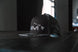 IMM hat